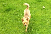 Found Pom/ Chihuahua X Balyyvolane Cork