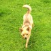 Found Pom/ Chihuahua X Balyyvolane Cork