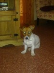 Female Jack russel Terrier, 1 year old, Tan head and base of uncut tail, nose and rest of body white. lost in the Roberts Cove Rocky Bay area