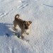 Lost – Staffordshire Pug – Terelton – Macroom