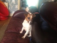 Found tan and white terrier