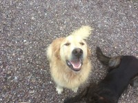 Found golden retriever male, ballea hill carrigaline , no collar