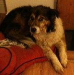 Male Collie x Clonakilty/Shannonvale