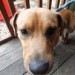 Male Tan terrier found in Ballyphehane area
