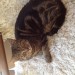 Male Tabby Cat Lost in Shandon st, Cork city.