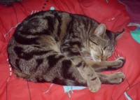 Missing Female Cat Tabby Black/Brown, Woodtown Lodge Sligo (4-10 august)