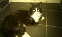 Found in Cobh – black cat with white face, belly and paws.