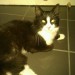 Found in Cobh – black cat with white face, belly and paws.