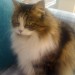 Female grey–brown tabby cat lost in Coachford area