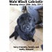Male Black Labrador lost in Patrickswell, Co.Limerick