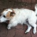 Terrier found in Model Farm Road,Bishopstown