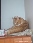 Ginger cat lost in Citywes, Belfry Park, Dublin 24