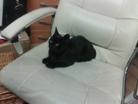 Black Kitten found in carrigtwohill