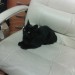 Black Kitten found in carrigtwohill