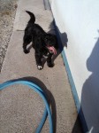 Small Male black collie x found on patricks street cork