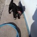 Small Male black collie x found on patricks street cork