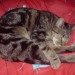 Missing Female Cat Tabby Black/Brown, Woodtown Lodge Sligo (4-10 august)
