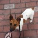 Found Jack Russell Cork City