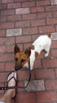 Found Jack Russell Cork City