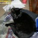 Black Cat Strayed in Ballintemple / Dundanion