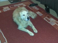 golden retriever female found in blackrock, Cork