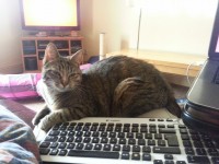 Tabby cat lost in Scarriff, Midleton