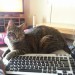 Tabby cat lost in Scarriff, Midleton