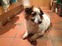 Female, small, maybe bigger than a jack Russel, with long hair and Lassie dog markings (possibly a mix breed, no idea really)