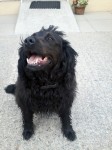 Medium Size. Black Male Dog.