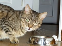 Female Tabby – Tan and grey lost from Banduff