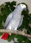 African grey parrot