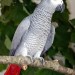 African grey parrot