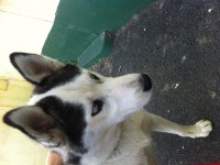 Female Huskey Found Kerry Pike Area