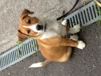Male Jack Russel/Collie X lost in Carrigaline