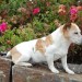 Susie Jack Russell Terrier