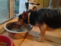 Found small dog in hartstown road dublin 15