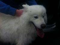 Samoyed dog found in castleconnell area of limerick.