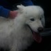 Samoyed dog found in castleconnell area of limerick.
