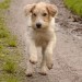 Male terrier lost in Upper Glanmire