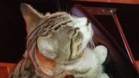 Male Blac/Gray Tabby called Jake lost in Mount Oval Village