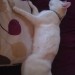 white female cat 1 year old lost in cork city ,watercourse r