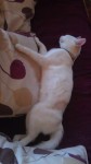 white female cat 1 year old lost in cork city ,watercourse r
