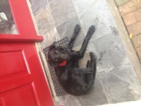 Young male pup found in Killarney