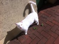 FOUND WHITE CAT