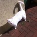 FOUND WHITE CAT