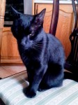Black male cat found in Rochestown