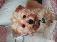 wheat coloured female terrier lost in farran / ovens