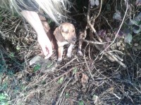 Looks like a Male Beagle found Donnybrook Cork