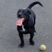 Black Terrier with white collar lost in ublin 12 walkinstown