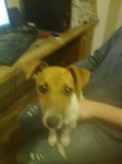 Female Jack Russell ( Glanmire/Watergrasshill )